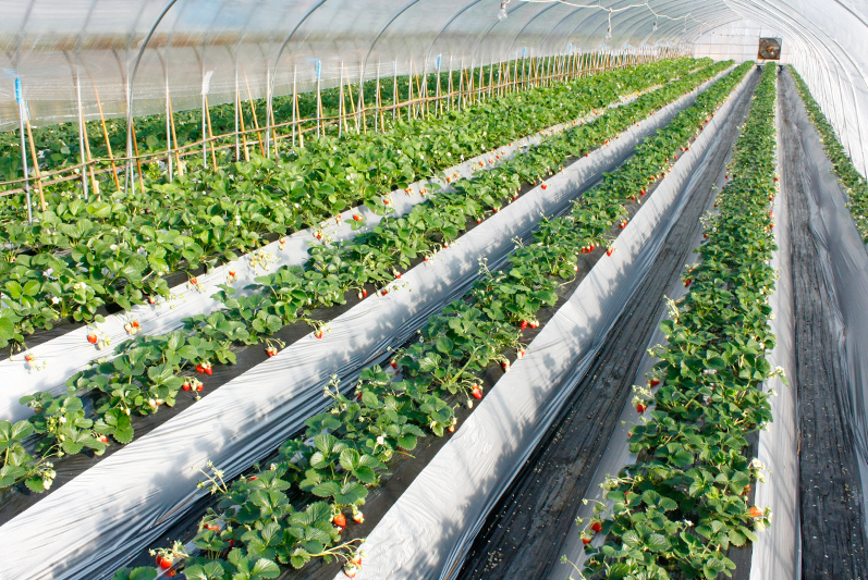 土耕ハウスの中も、きれいに清掃してあります