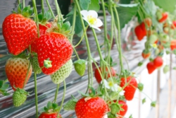 高設栽培は車椅子から苺が良く見えるので選びやすくなっています