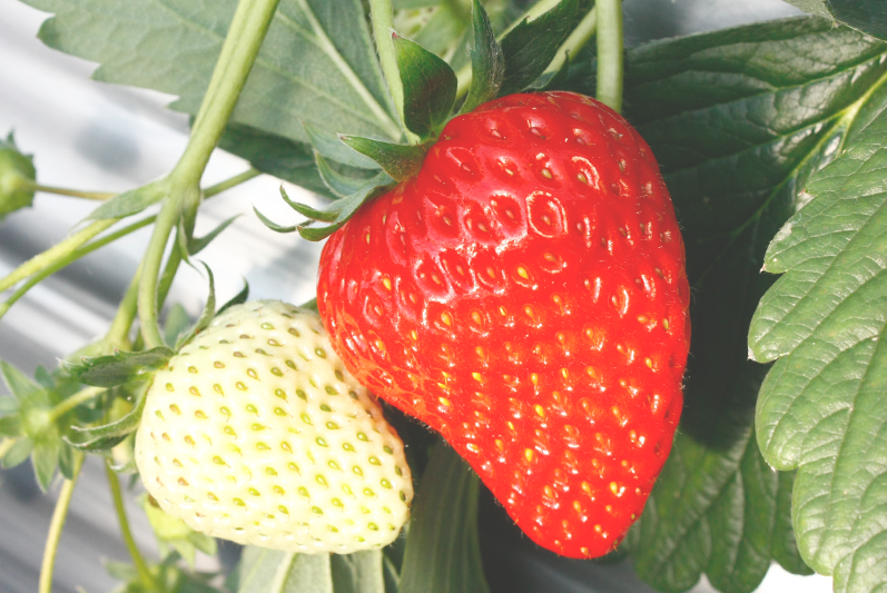 土耕ハウスの苺の甘さは折り紙付き付き
