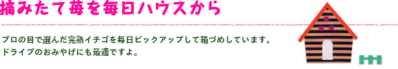 摘みたて苺を毎日ハウスから。プロの目で選んだ完熟イチゴを毎日ピックアップして箱づめしています。
ドライブのおみやげにも最適ですよ。