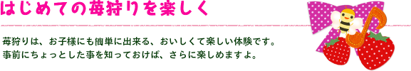 摘みたて苺を毎日ハウスから。プロの目で選んだ完熟イチゴを毎日ピックアップして箱づめしています。
ドライブのおみやげにも最適ですよ。