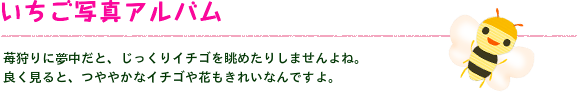イチゴ写真アルバム