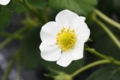 4月 やよいひめの花