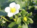 12月：かわいい苺の花が実になりはじめます