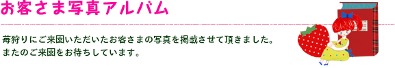 イチゴ写真アルバム
