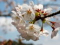 八鶴湖の桜は3分咲きでした