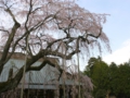 長光寺のしだれ桜が見頃