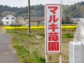 菜の花畑はすぐ近くです