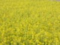 土耕ハウス近くの菜の花畑