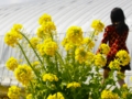 ハウス脇の菜の花が春らしいです