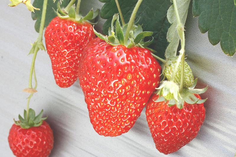 チーバベリー