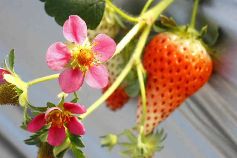 1月 紅香の花と果実