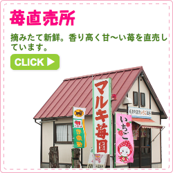 苺直売所 摘みたて新鮮。香り高く甘〜い苺を直売しています。
