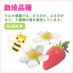 栽培品種 マルキ苺園では、さちのか、ふさのかなど、5種類を栽培しています。