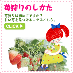 苺狩りのしかた 苺狩りは初めてですか? 甘い苺を見つけるコツはこちら。