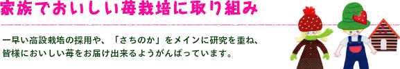 摘みたて苺を毎日ハウスから。プロの目で選んだ完熟イチゴを毎日ピックアップして箱づめしています。 ドライブのおみやげにも最適ですよ。