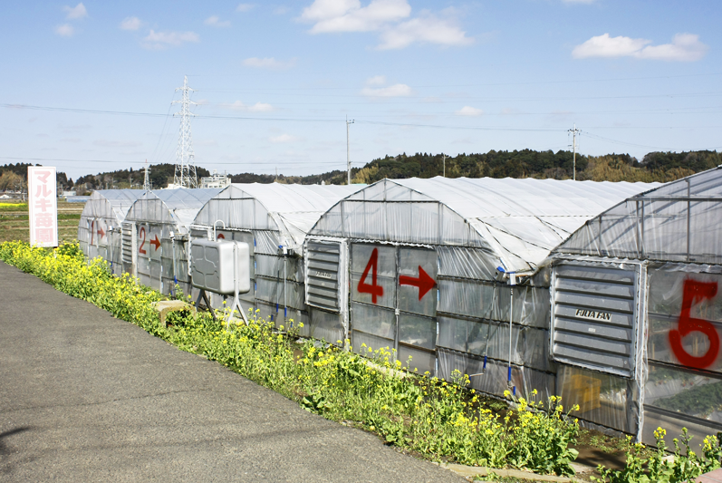 広々した景色の中の土耕ハウスでのんびりしてください