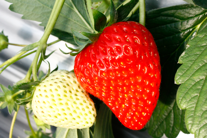 土耕ハウスの苺の甘さは折り紙付き付き