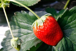 土耕栽培の「ふさのか」も人気の品種