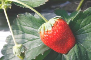 土耕栽培の「ふさのか」も人気の品種