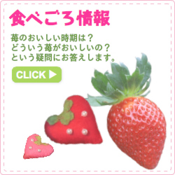 食べごろ情報　苺のおいしい時期は？どういう苺がおいしいの？という疑問にお答えします。