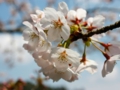 八鶴湖の桜は3分咲きでした
